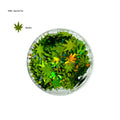 Nail Art Pot - Weed/Hemp Leaf